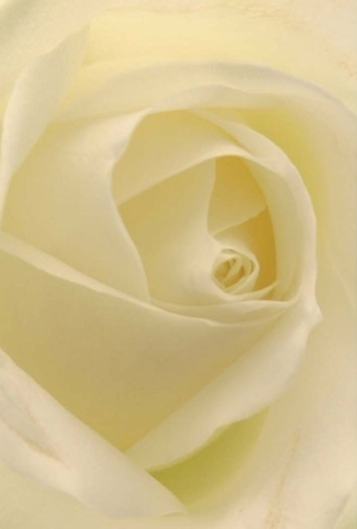 This up-close view of a classic white rose, arranged by Roehampton Florist, allows the eye to become lost in the intricate interplay of soft petals layered in creamy shades. Each petal is illuminated by subtly diffused light, filtering through as if from a window overlooking the open spaces of Roehampton Lane or Richmond Park. The bloom seems to glow gently from within, embodying both tranquility and elevated style. For heartfelt occasions-a wedding at Roehampton Club, a meaningful apology, or a romantic gesture-the near-perfect spiral of the rose's core offers a symbol of purity and enduring strength. Delicate transitions in hue and shading bring out the rose's natural elegance, while its scent-clean and understated-speaks of sincerity. Freshly prepared for same-day delivery, this bloom grows into a living reflection of the emotions and artistry that flourish within Roehampton's close-knit community.